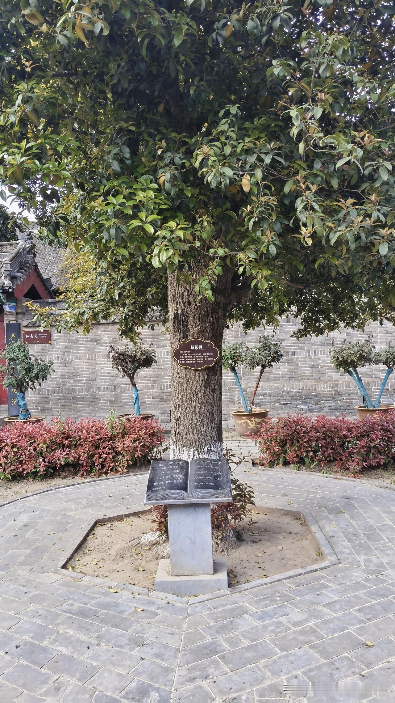 在河南还是第一次见到树龄600年的桂花树，它生长在叶县东大街叶县县衙唐吉祥知县住