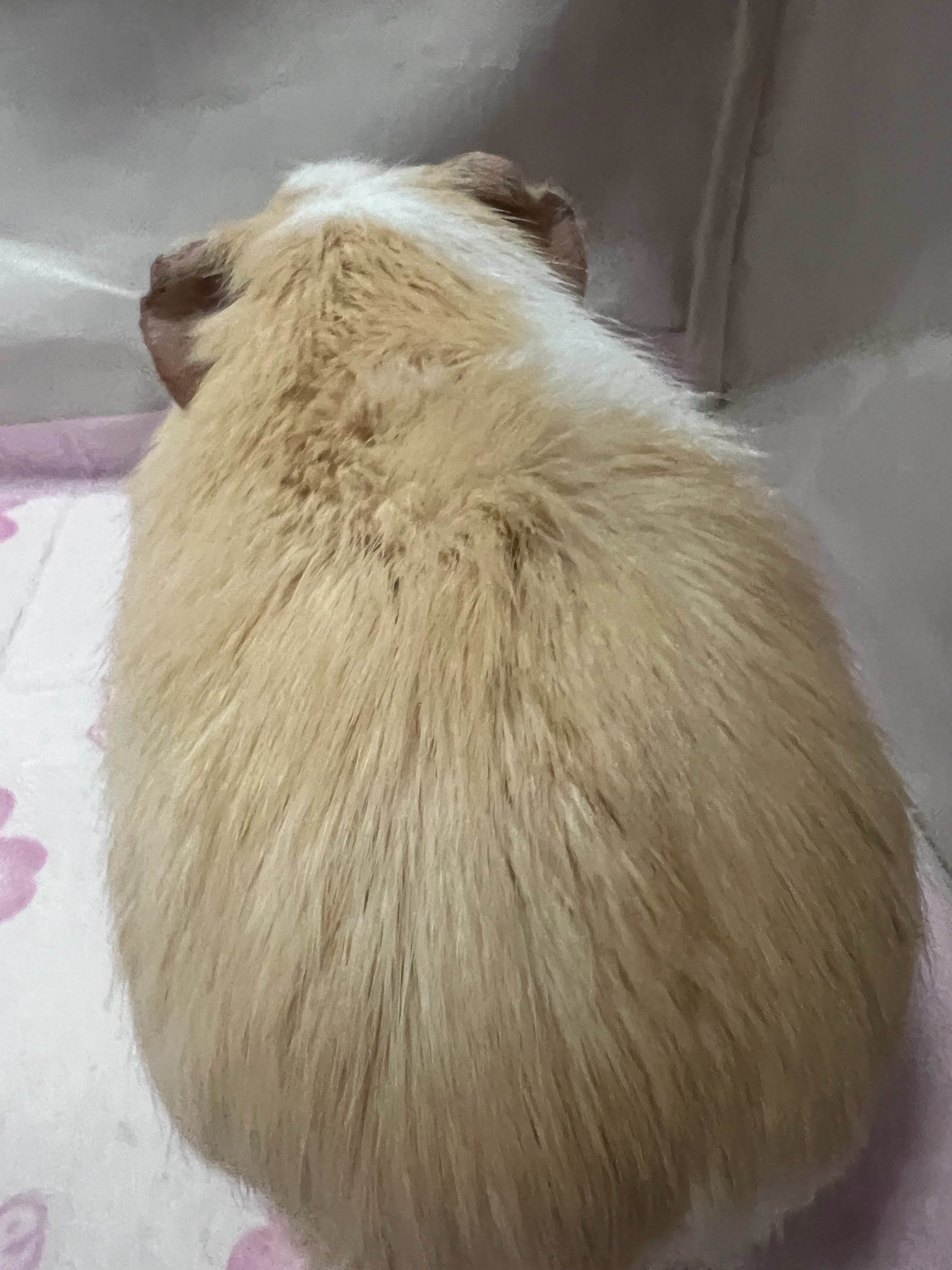 晶晶的敬业宝姐荷兰猪出圈瞬间 