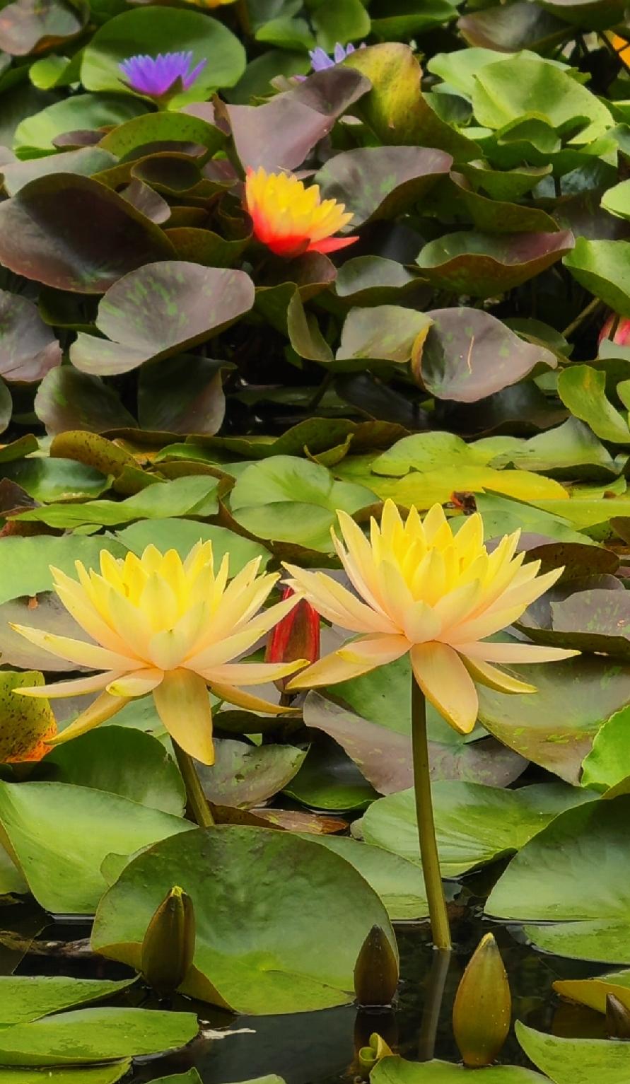 分享你随手拍的花随手拍～