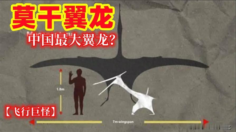 曾被认为翼展 7 米！中国最大翼龙体型缩水了？
  说起翼龙，很多人第一时间会想