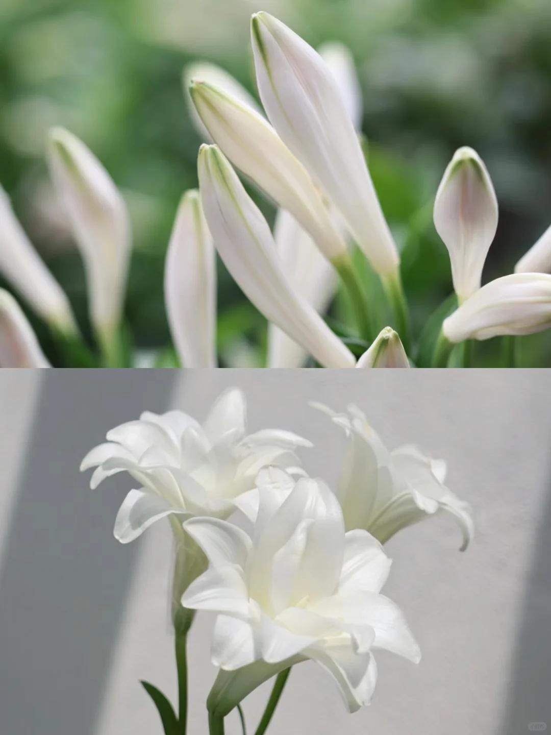 特殊百合花材推荐：点翠，辉夜姬