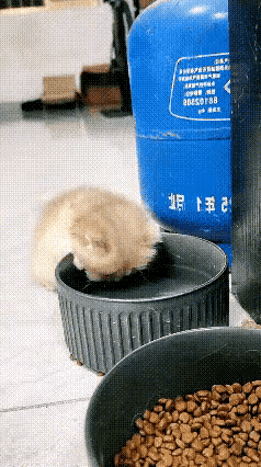救助流浪小奶猫，一口清水喝出顶配幸福❤️
 
网友幸运捡到一只乖巧的流浪小猫崽。