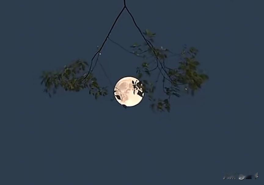 清平乐.遣怀

墨琴

曲终人散，幽绪无排遣。
笔底千丝都捋遍，惟恐韶光偷换。