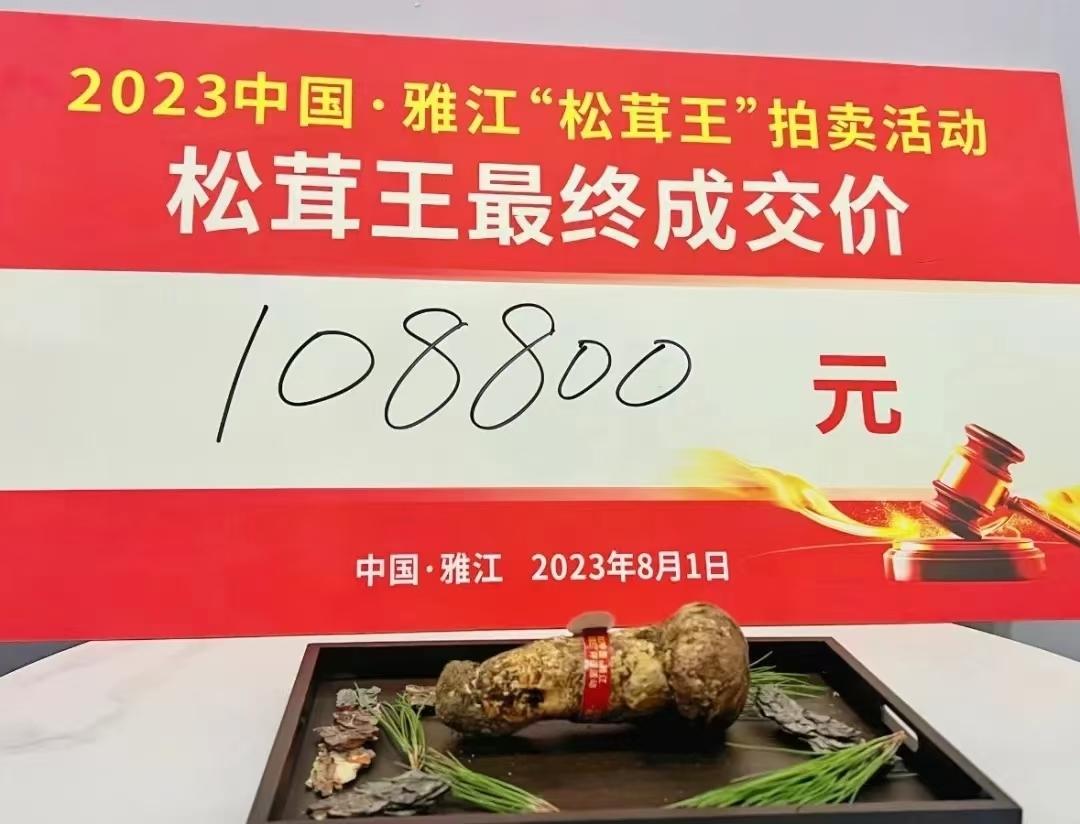 雅江松茸王来了～