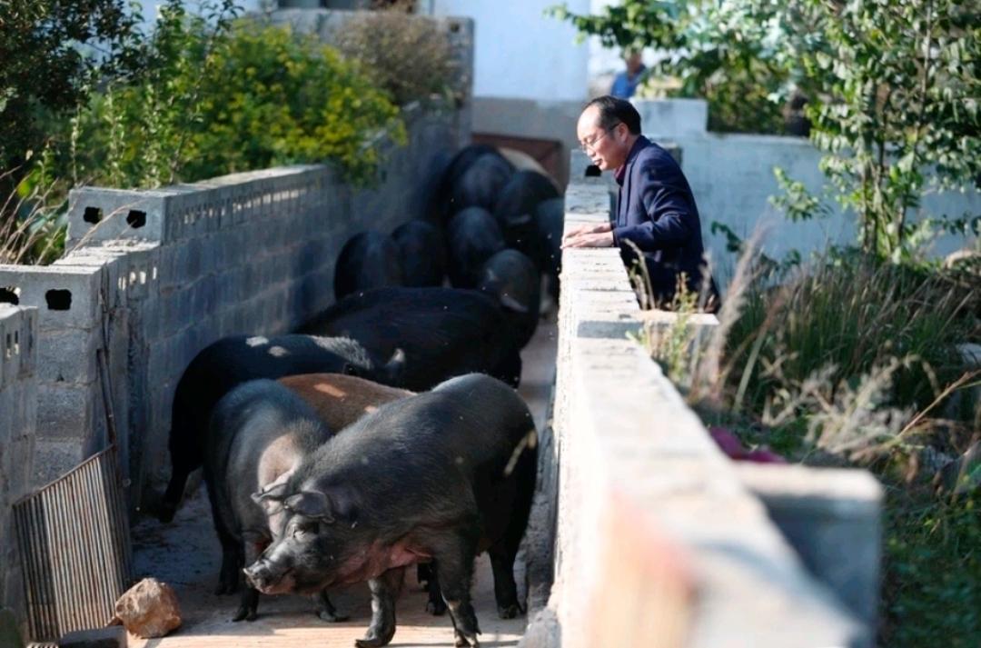 以前觉得猪肉都一个味 直到尝了本土黑猪 直接打开新世界大门
 
真不是我矫情！西