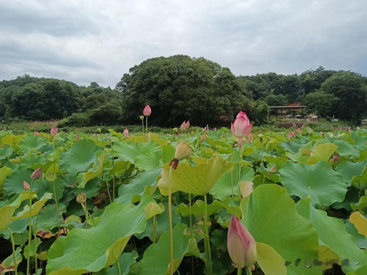 #上联：夏风轻拂送清凉#
夏风轻拂送清凉，
莲塘旁边闻荷香。