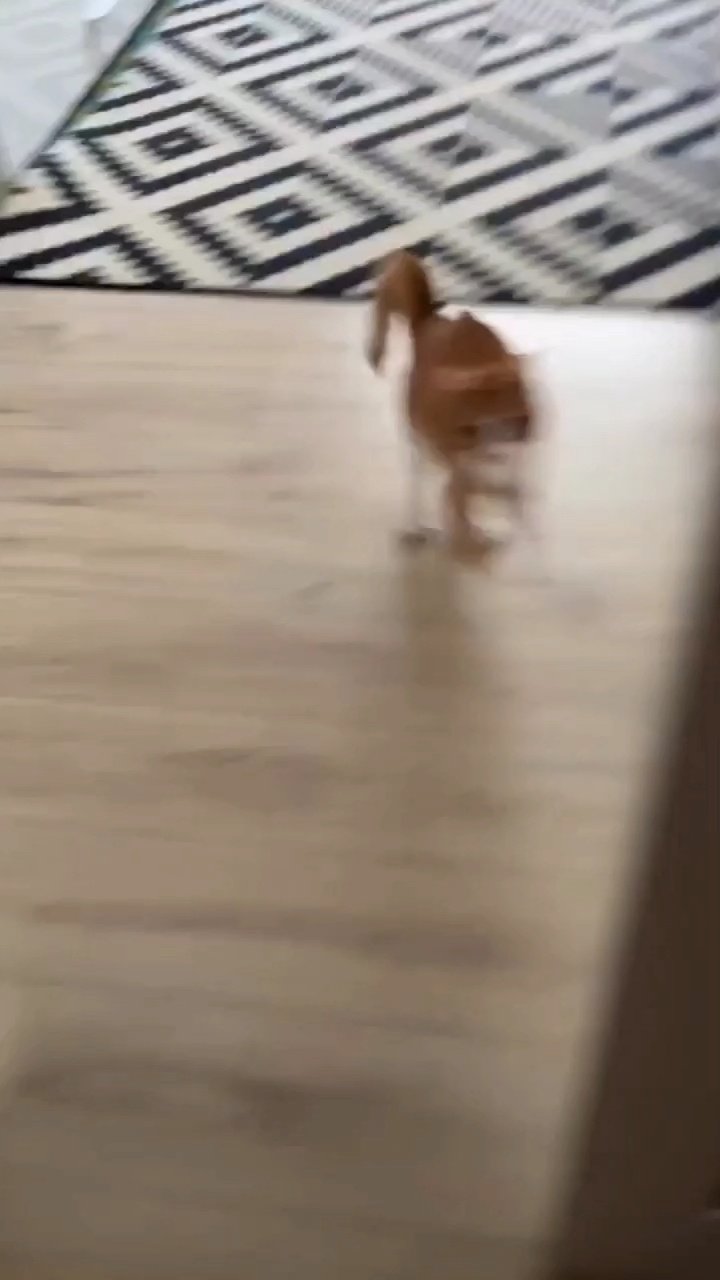 咪：删掉！！听到没有  删掉！！ 