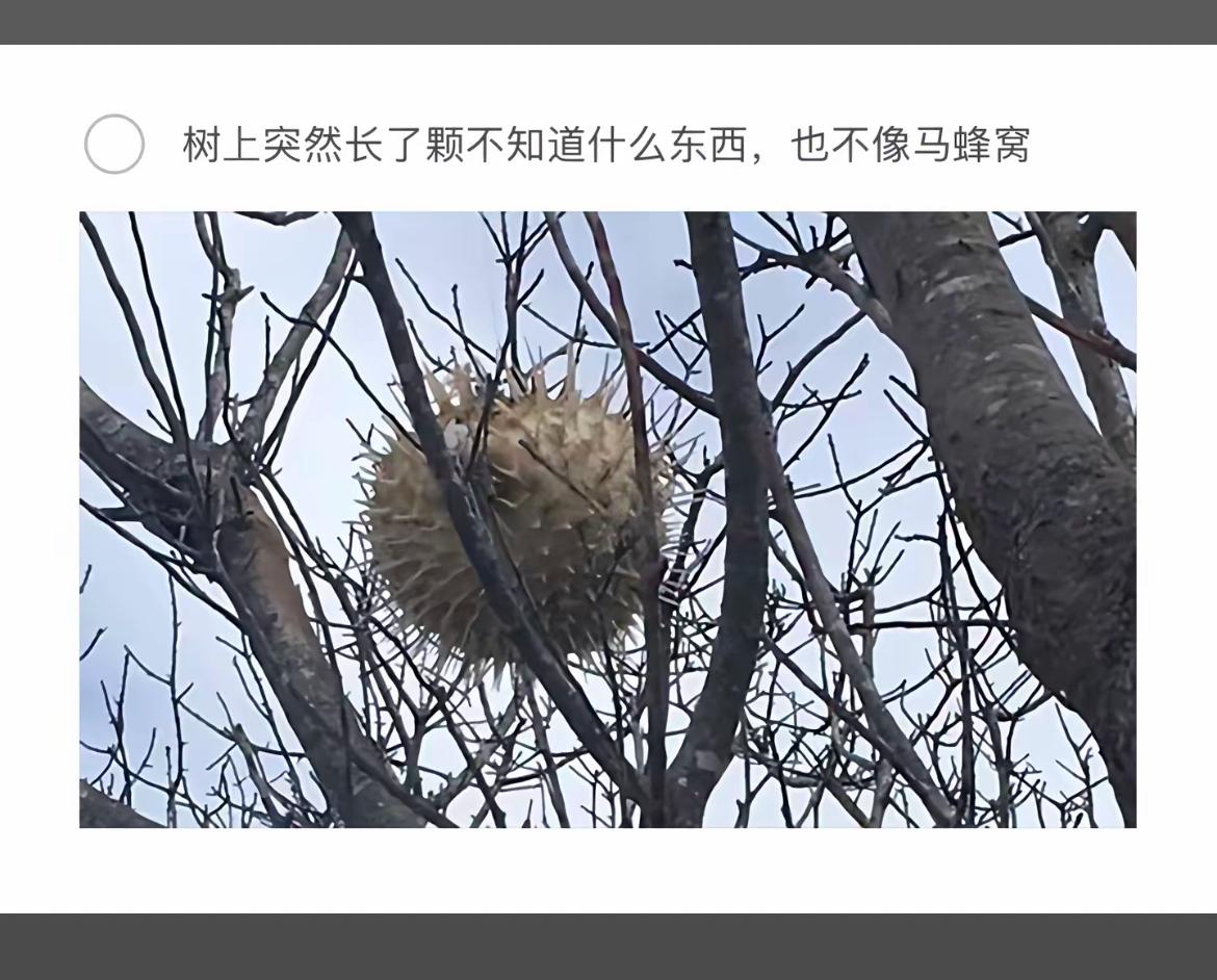 树上突兀长出的神秘果实，像极了马蜂窝！