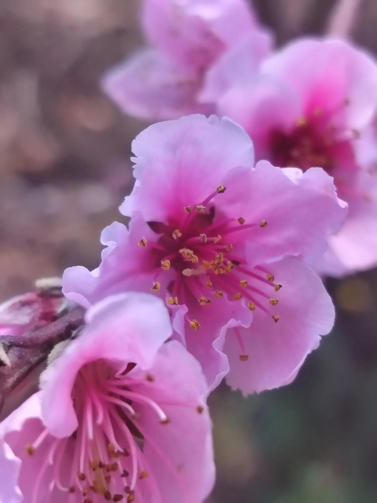 去年今日此门中，人面桃花相映红。人面不知何处去？桃花依旧笑春风。