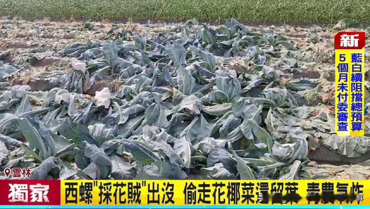 台湾农民花菜被偷！农民心酸警察说没办法抓！公知快来洗地了！
今天一则岛内偷菜新闻