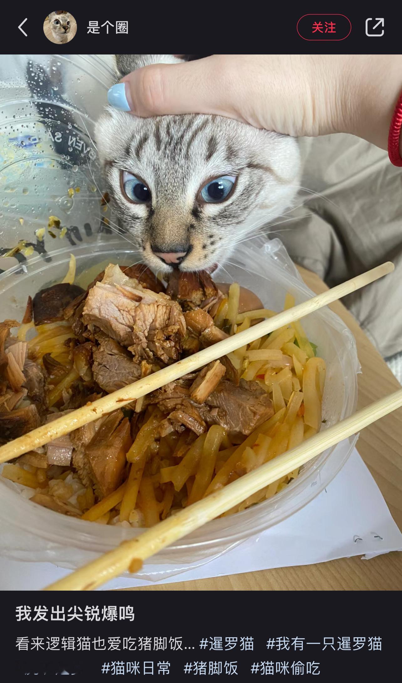 小猫，你可以吃猪脚饭 ​​​