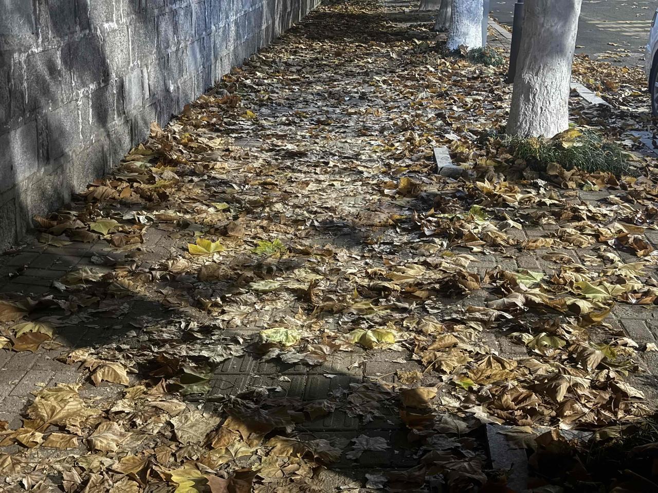 烟台秋天的树叶。