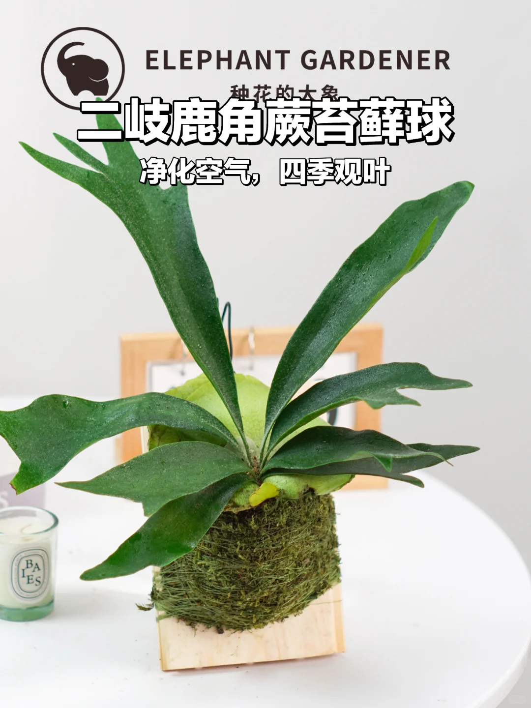 ✨板植二岐鹿角蕨苔藓球✨室内绿植