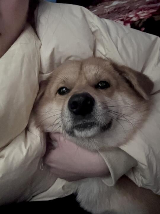 小狗我呀被锁喉喽