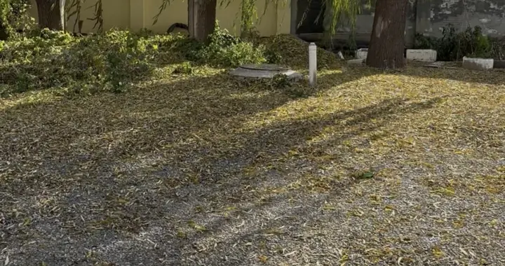 一条狗引发的血案