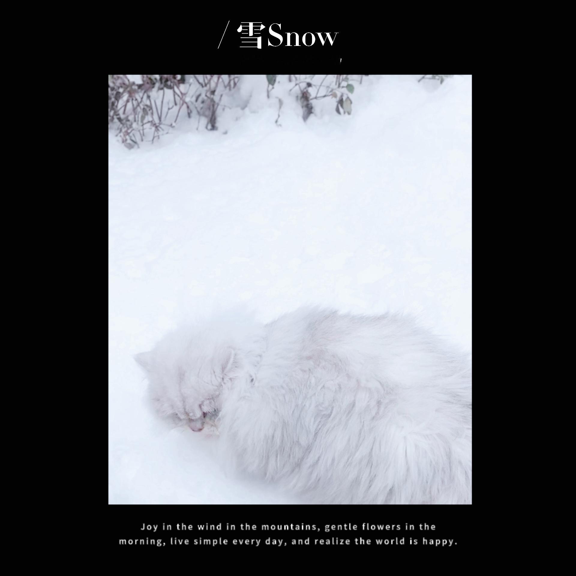 好大的雪#辣椒家新家回访##银渐层##英国长毛猫# ​​​