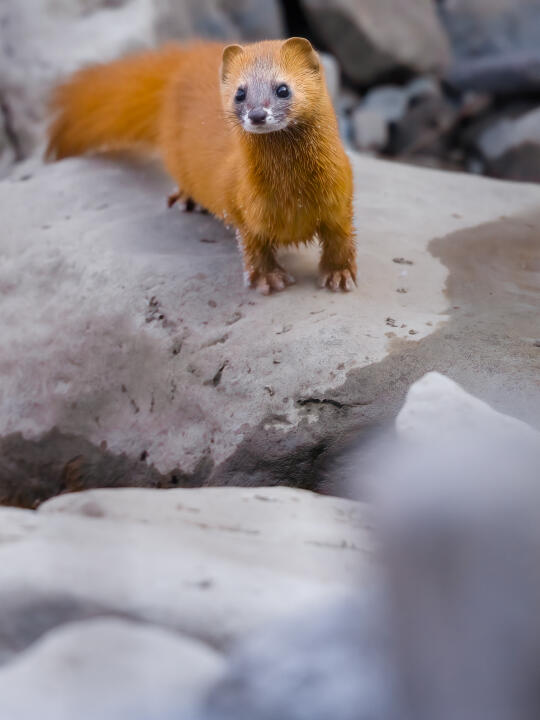 在北大校园里，和大仙打了个照面