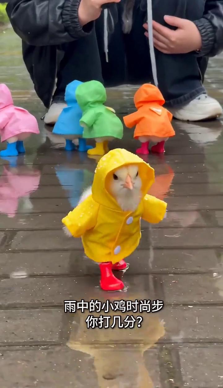 给小鸡的雨天"战炮"，安排！迷你雨衣+雨靴，这萌感谁扛得住！彩虹鸡队，雨天C位出