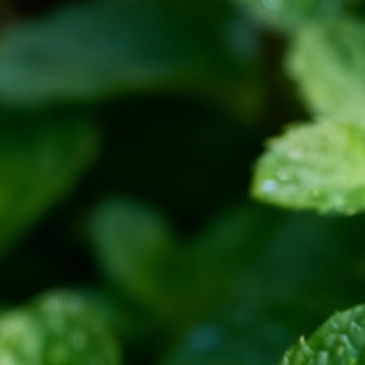 0000薄荷的种植方法薄荷喜光照充足、温暖湿润的环境，适宜疏松透气的砂质土壤，怕