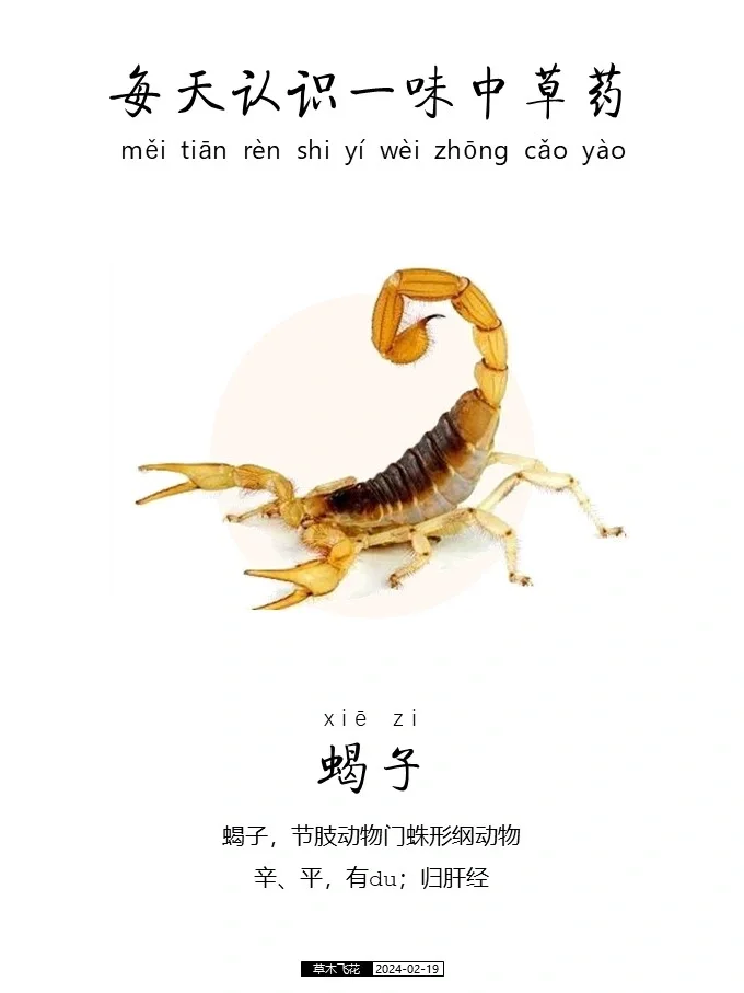 每天认识一味中草药-蝎子🦂