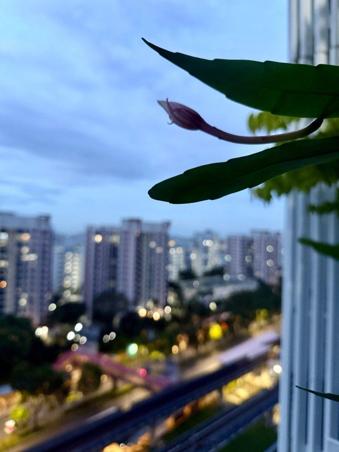 昨天小伙伴回复说“昙花一现在我这儿不准确了，因为总🈶昙花开”哈哈，不瞒你说，今