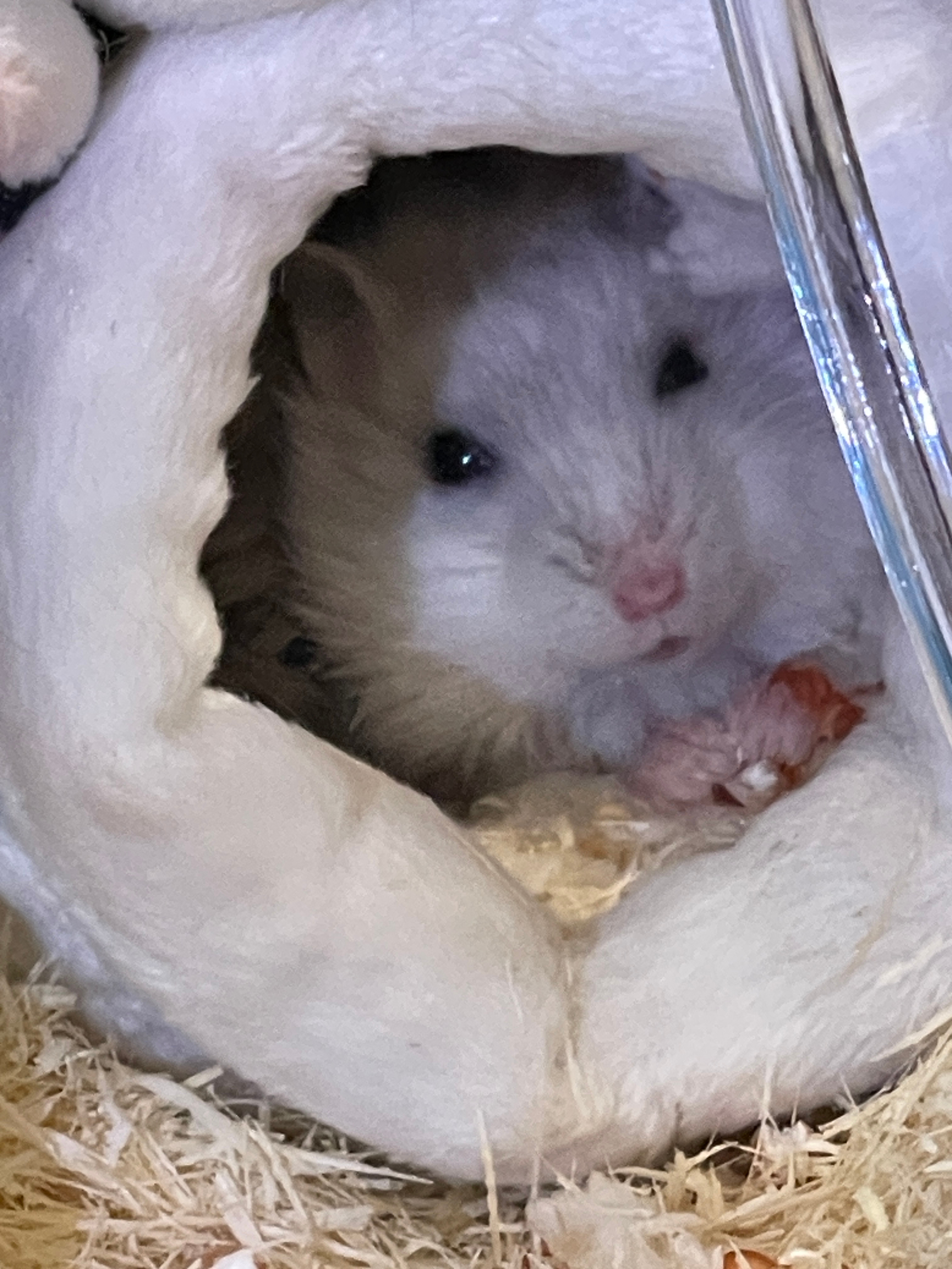 耗子耗子🐹 