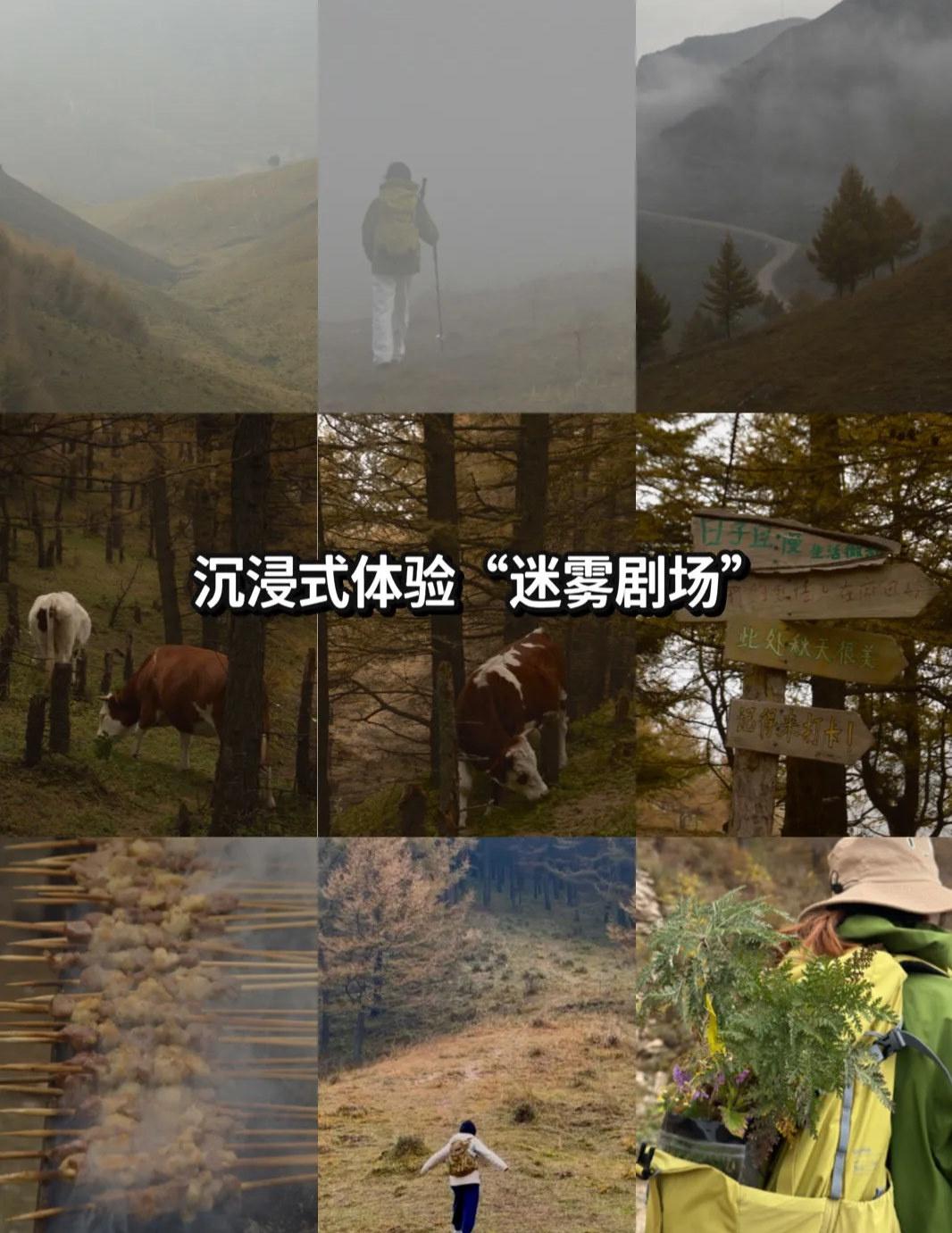 迷雾中深度体验麻田岭的秋
📍张家口 麻田岭
📷欣赏了前一天的晚霞后
🌧️迎