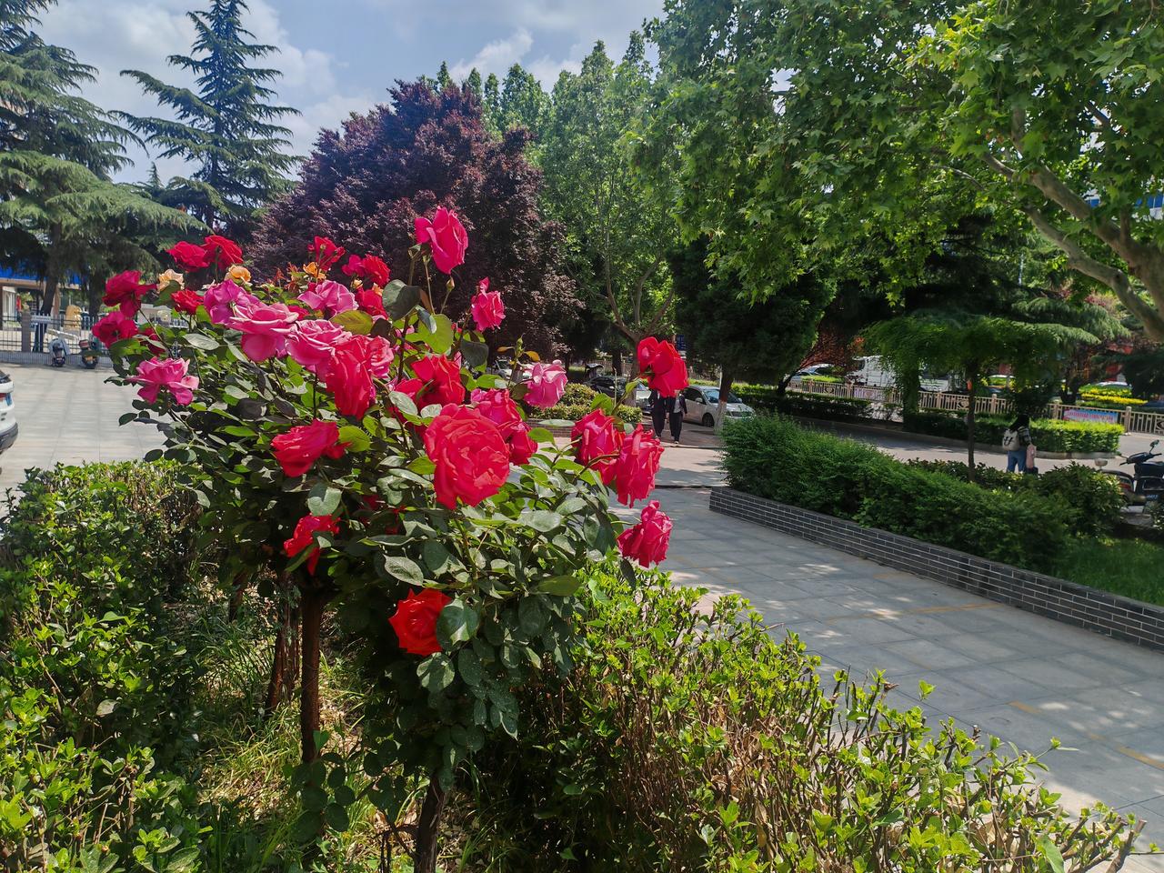 晒晒随手拍的月季花这是公园中盛放的红月季特写。画面中央的花朵瓣层舒展，浓艳的红如