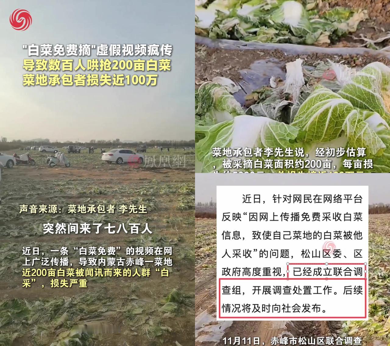 200亩白菜一夜被抢光，菜农哭着说损失100万，大家的讨论直接沸腾了！

就