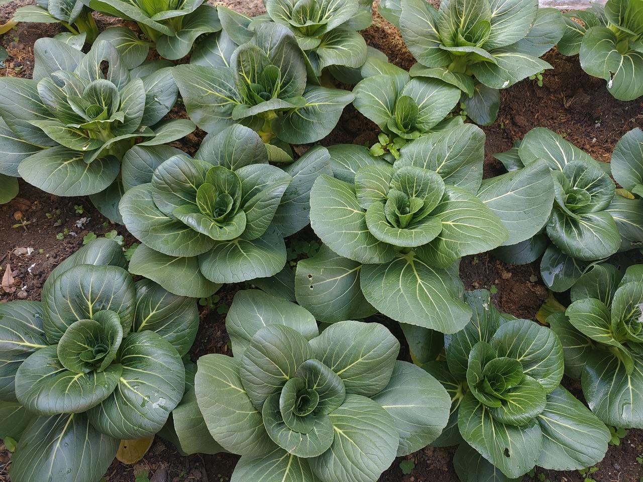 绿叶子青菜是什么梗？

我也有，我自己种的。

从别人那移植过来这些，种了有一一