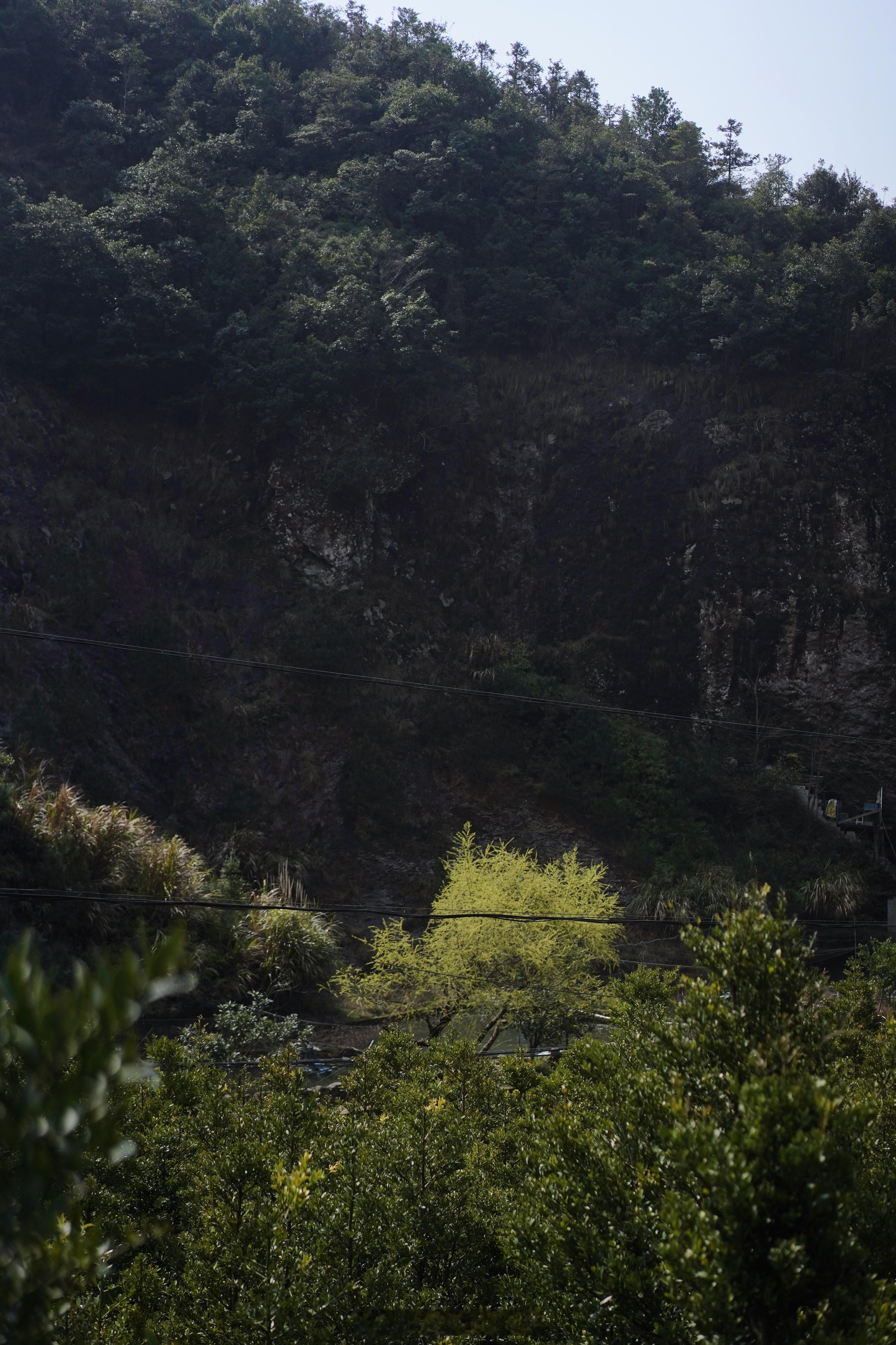 惊蛰天，上春山！跟我一起唱“二月天杨柳醉春烟，三月三来山青草漫漫～”[微风]#饮