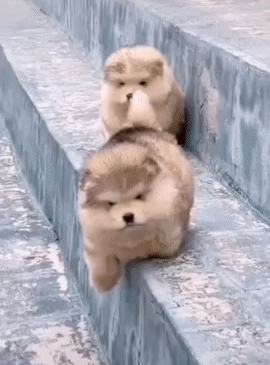 为什的动物胖了就好看，人胖了就不好看呢？
#胖胖的小动物# #只只超级可爱#