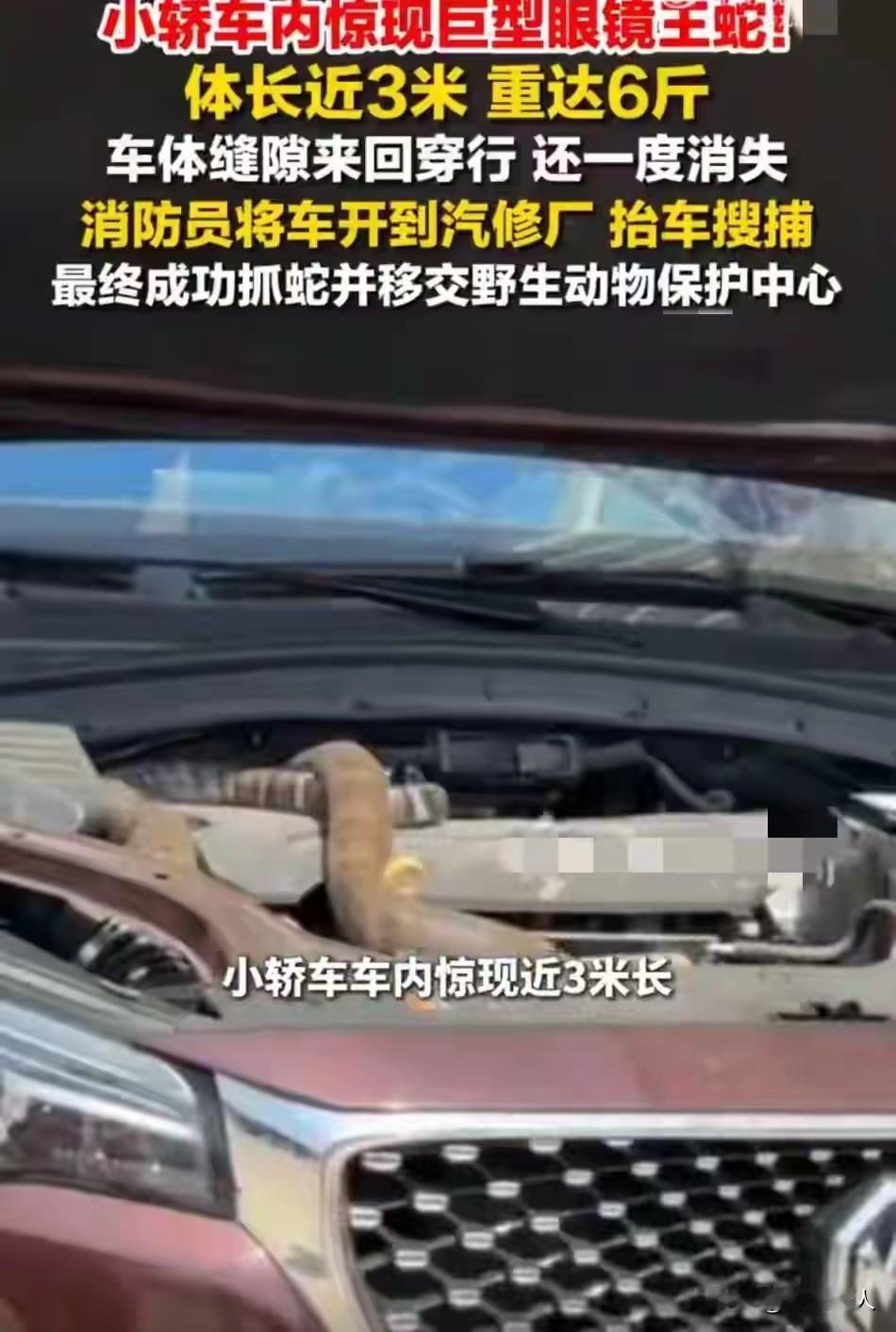 惊魂！云南玉溪轿车钻进3米眼镜王蛇，结局太暖心，这才是人与自然最好的模样
4 月