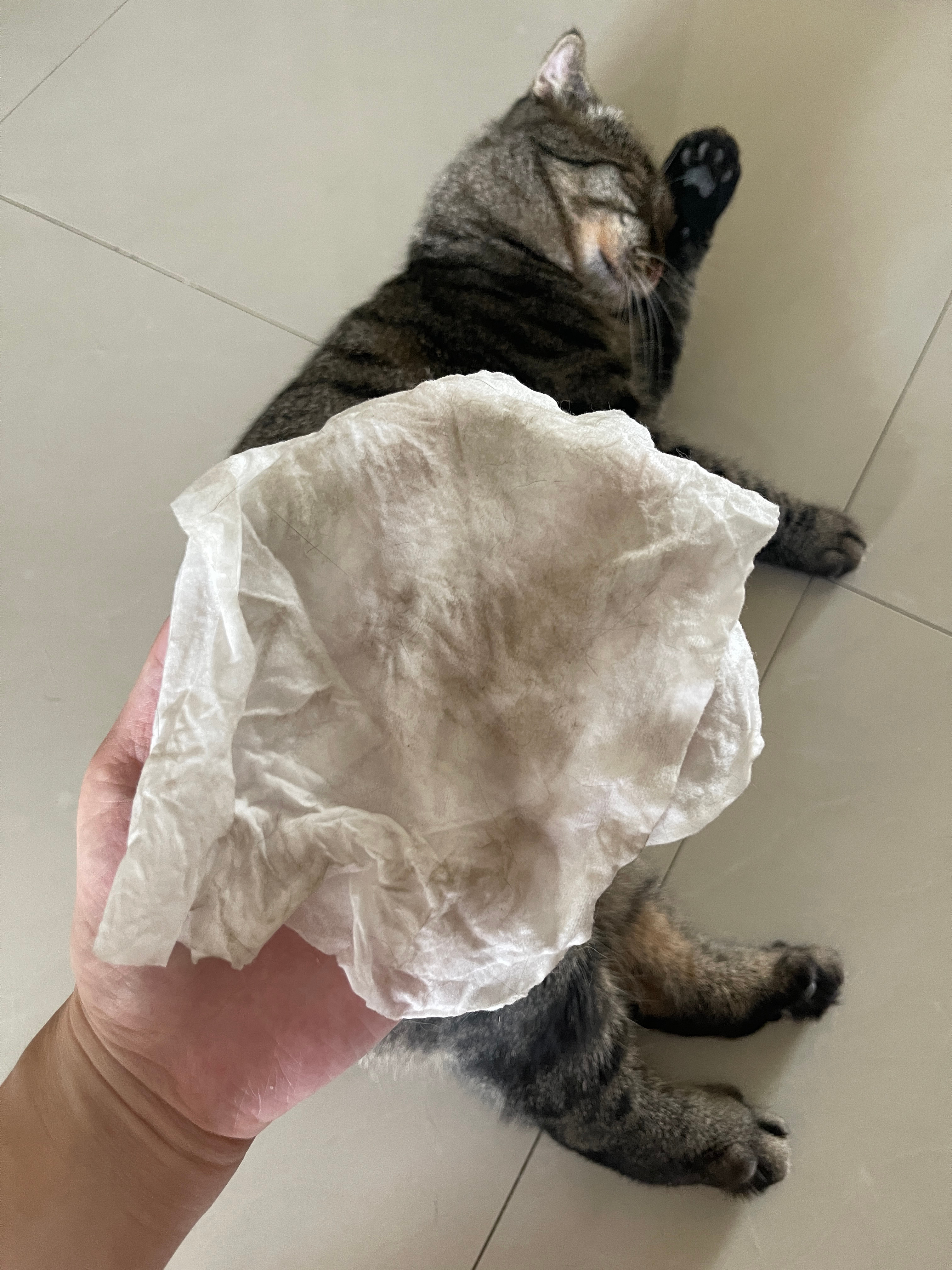 非得钻那些犄角旮旯地，出来一拍毛上全是灰尘！而且是打开橱柜门的一瞬间就钻进去了，