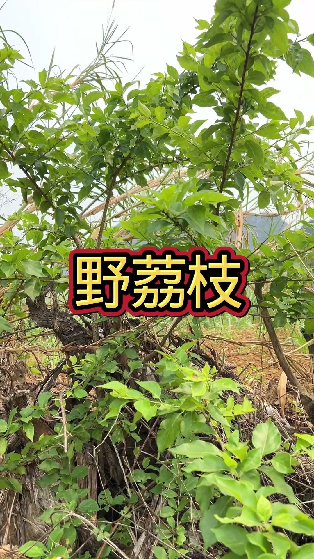🌳这个像荔枝的果实厉害了！它叫野荔枝，学名穿破石，它被称为黄金木，很多人还不知