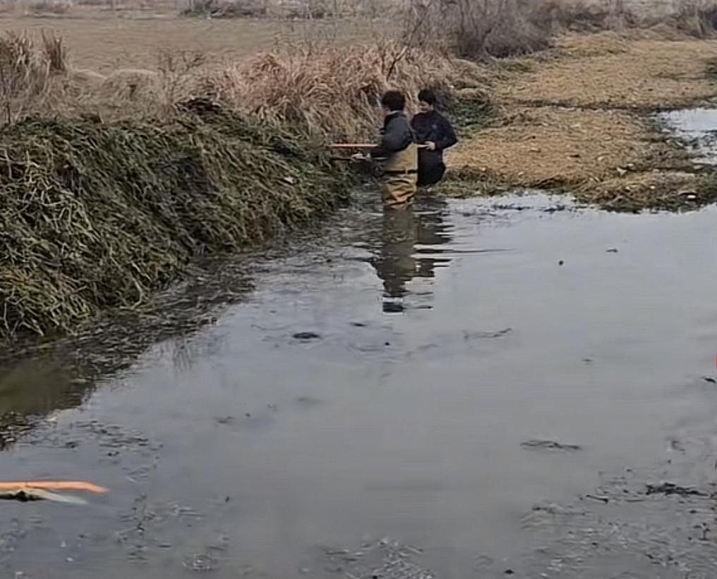 万万没想到丢了一只大鹅，竟然演变成了一部连续剧，每天都有新的后续！
河南信阳的曹