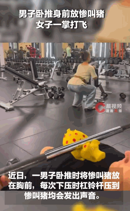 离谱至极！健身房卧推区，一名男子杠铃上摆放惨叫猪制造持续噪音，邻近做深蹲的女子数