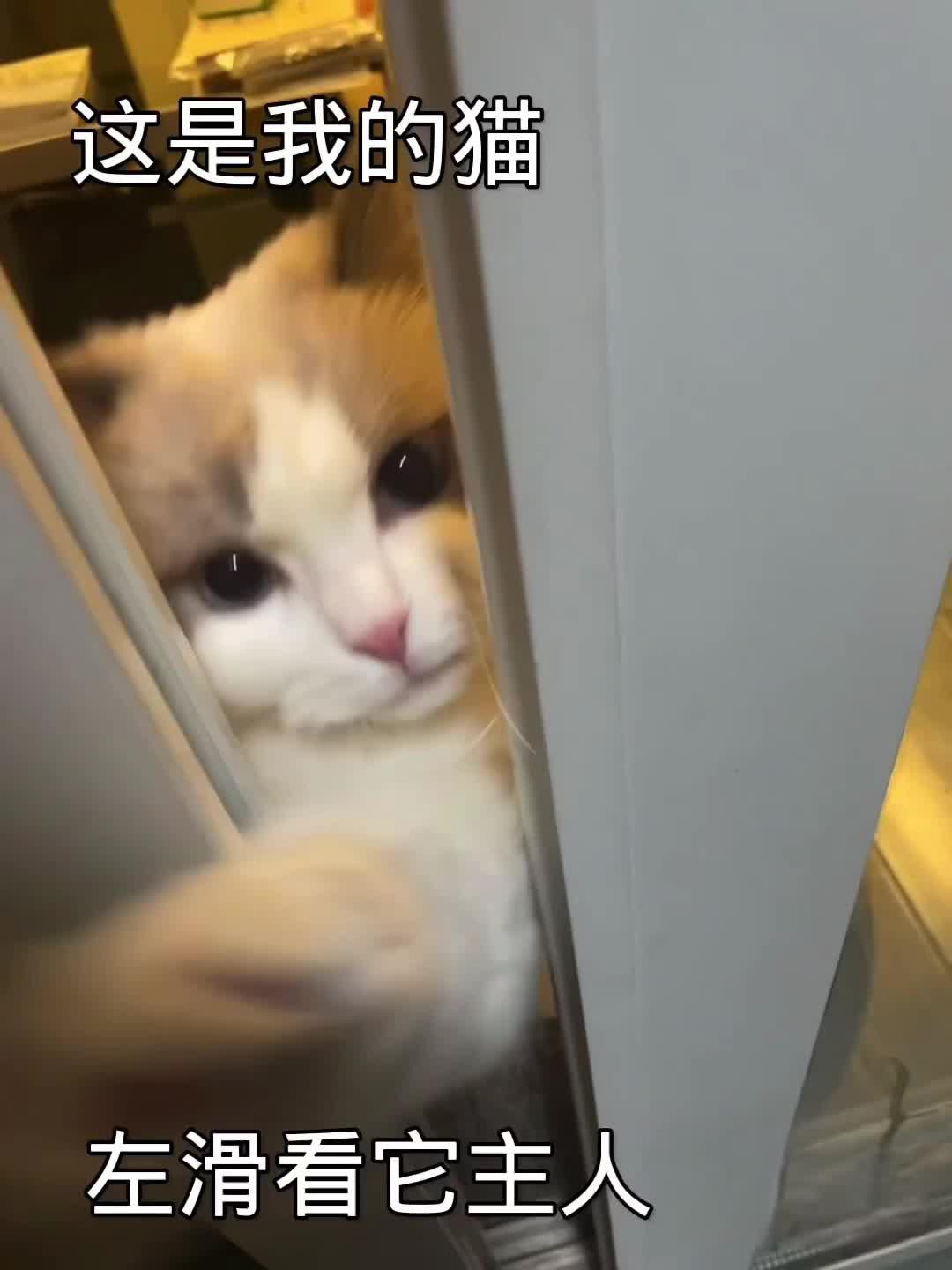 快递小猫