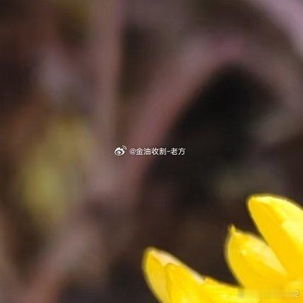 每日一善 人生是一种无法抗拒的前进。自由是独立，不依附，不恐惧。不要让未来的你，