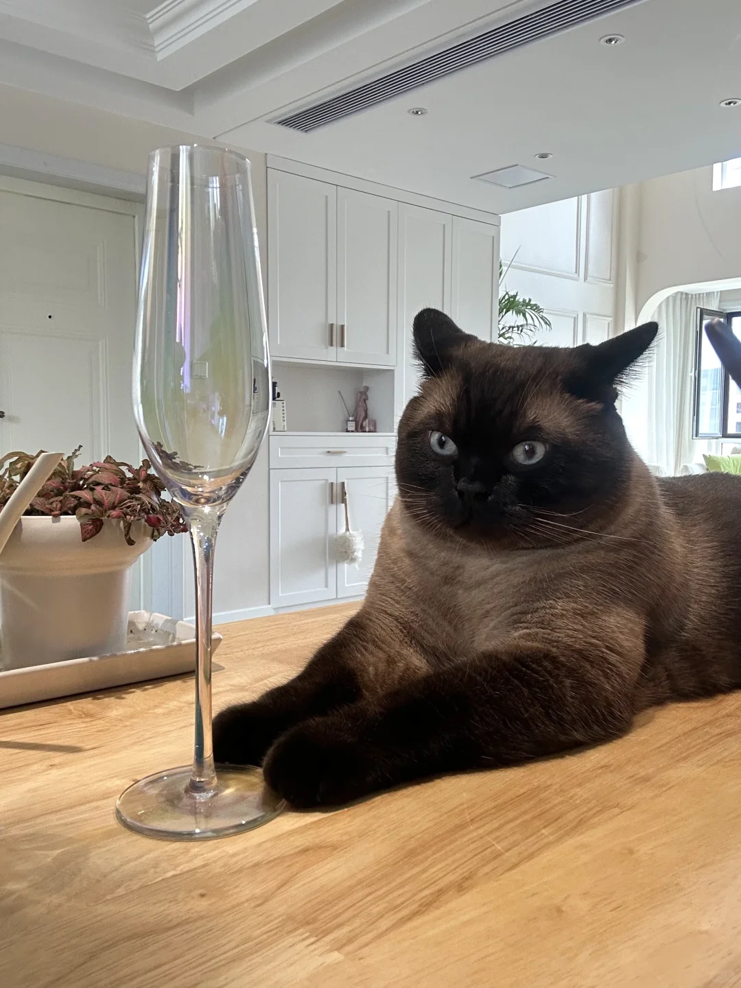 优雅永不过时🥂