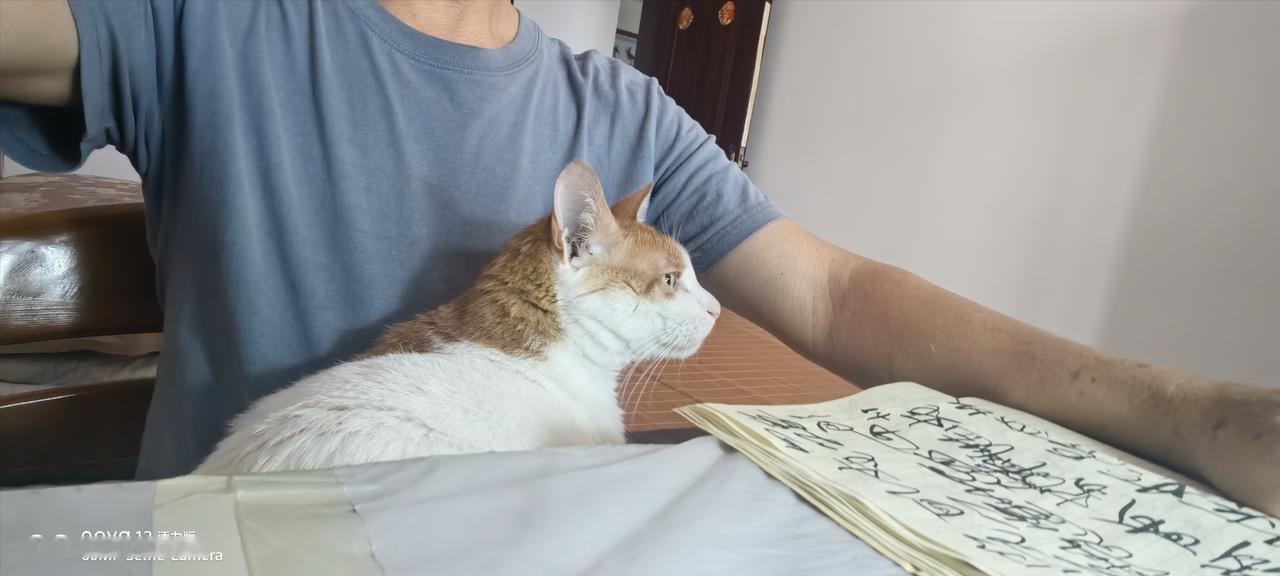 陪练写字的大橘

每次我到书房写字的时候，不到三分钟大橘就跟着进去，看到你写字就