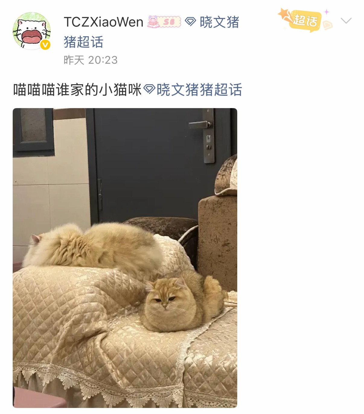 晓文猪猪  两只大肥猫2026pel春季赛