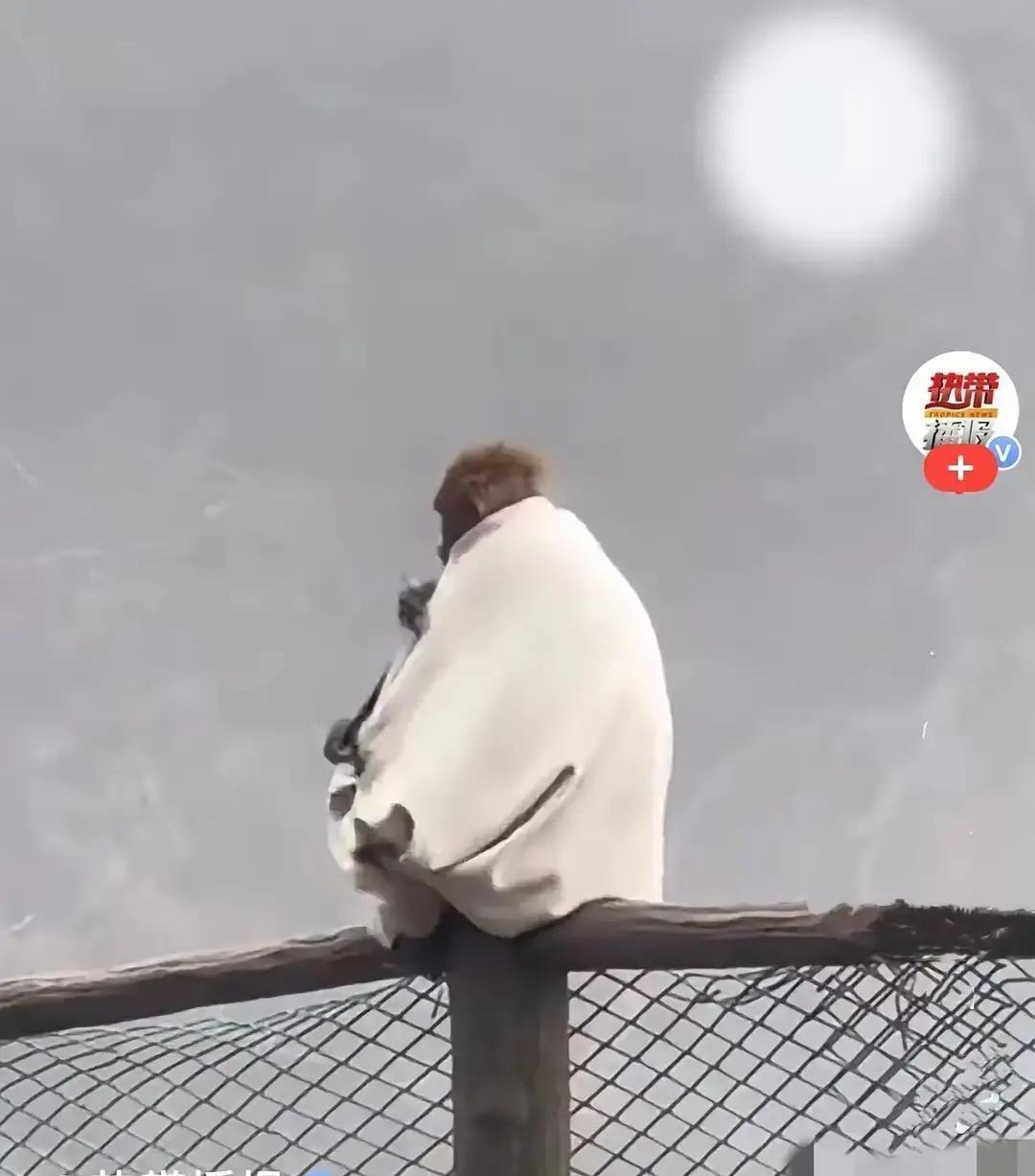 峨眉山，3月26日下午两点多，景区生态猴区栈道上发生了一件让游客又好气又好笑的事