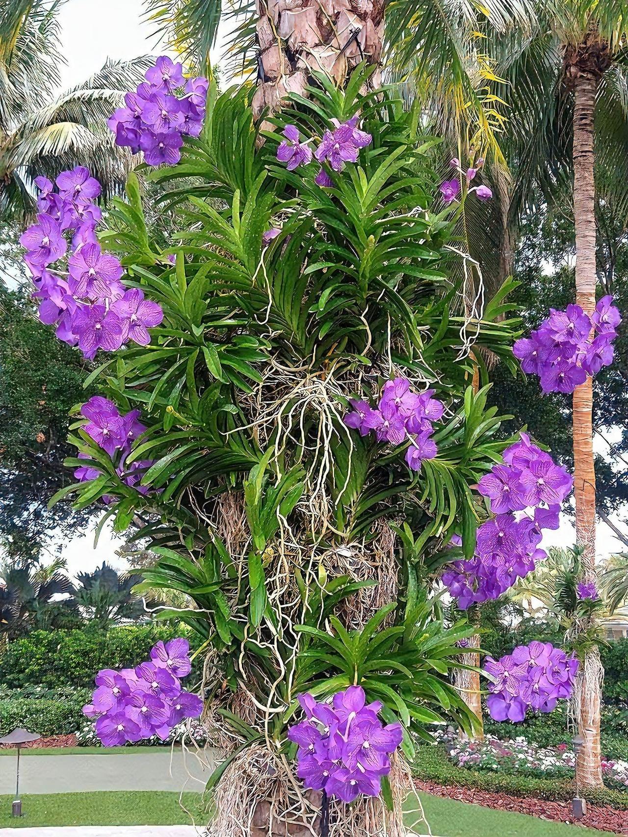 树植万代兰｜这才是附生兰花的天花板玩法
把万代兰还给树木，才是它最本真的模样。