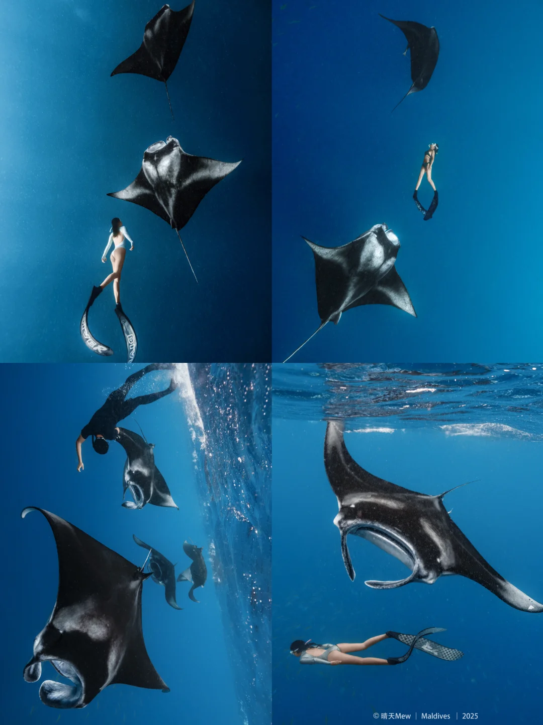 在马尔代夫，我把“海底风筝”的梦装进了相机