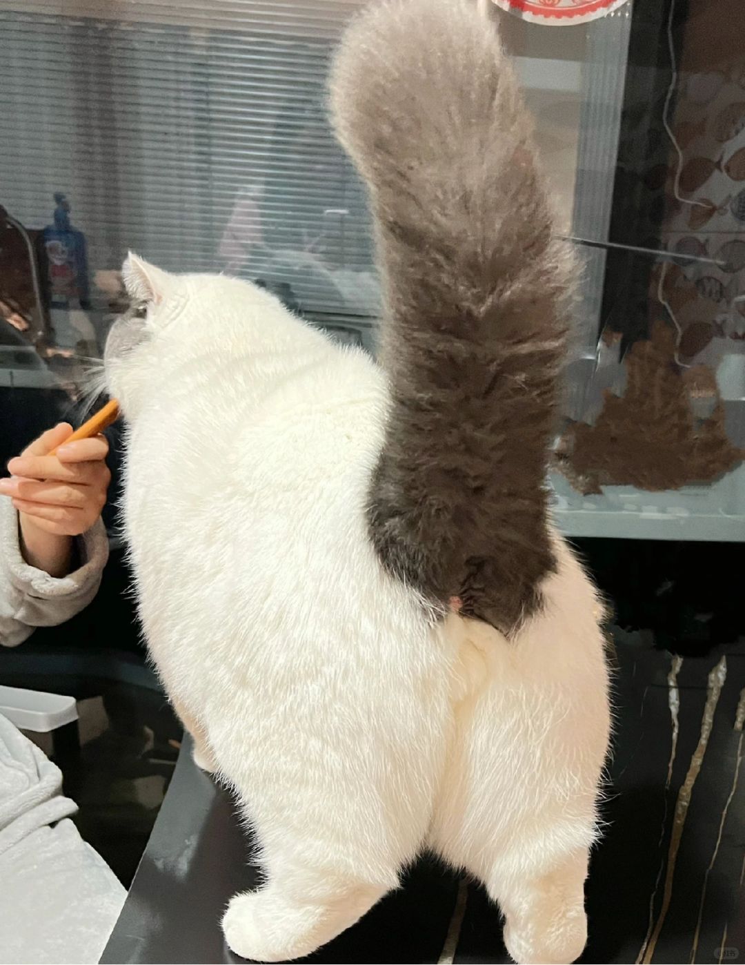 猫：妈妈说多给我吃个罐罐，让我好好表现