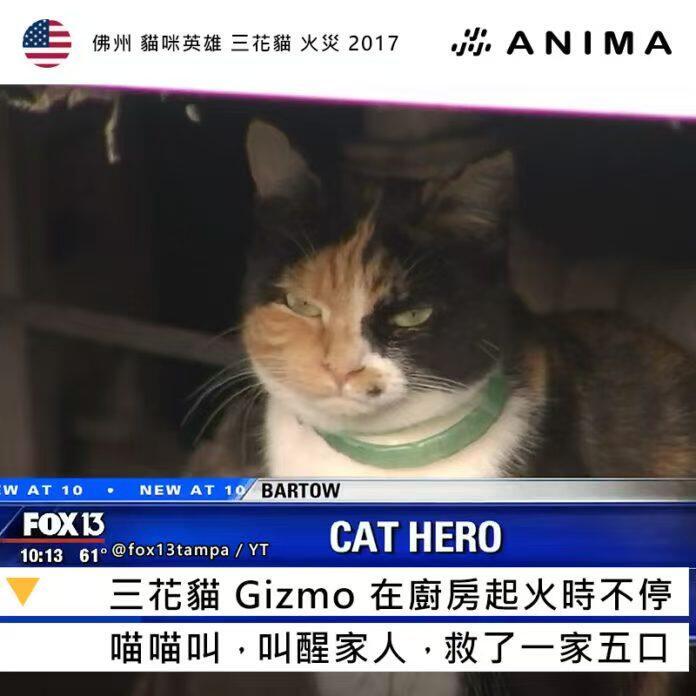 长了一张恶猫脸的猫猫救了一家五口 