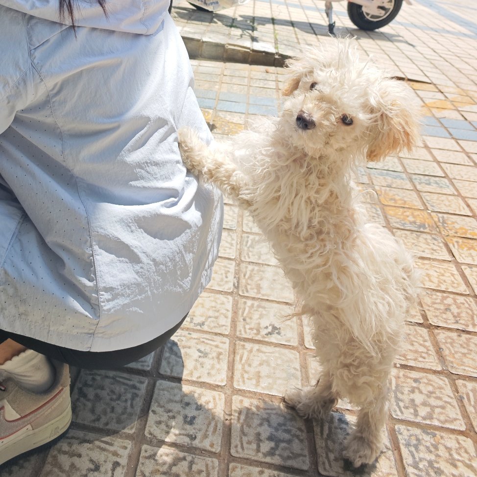 小狗狗！