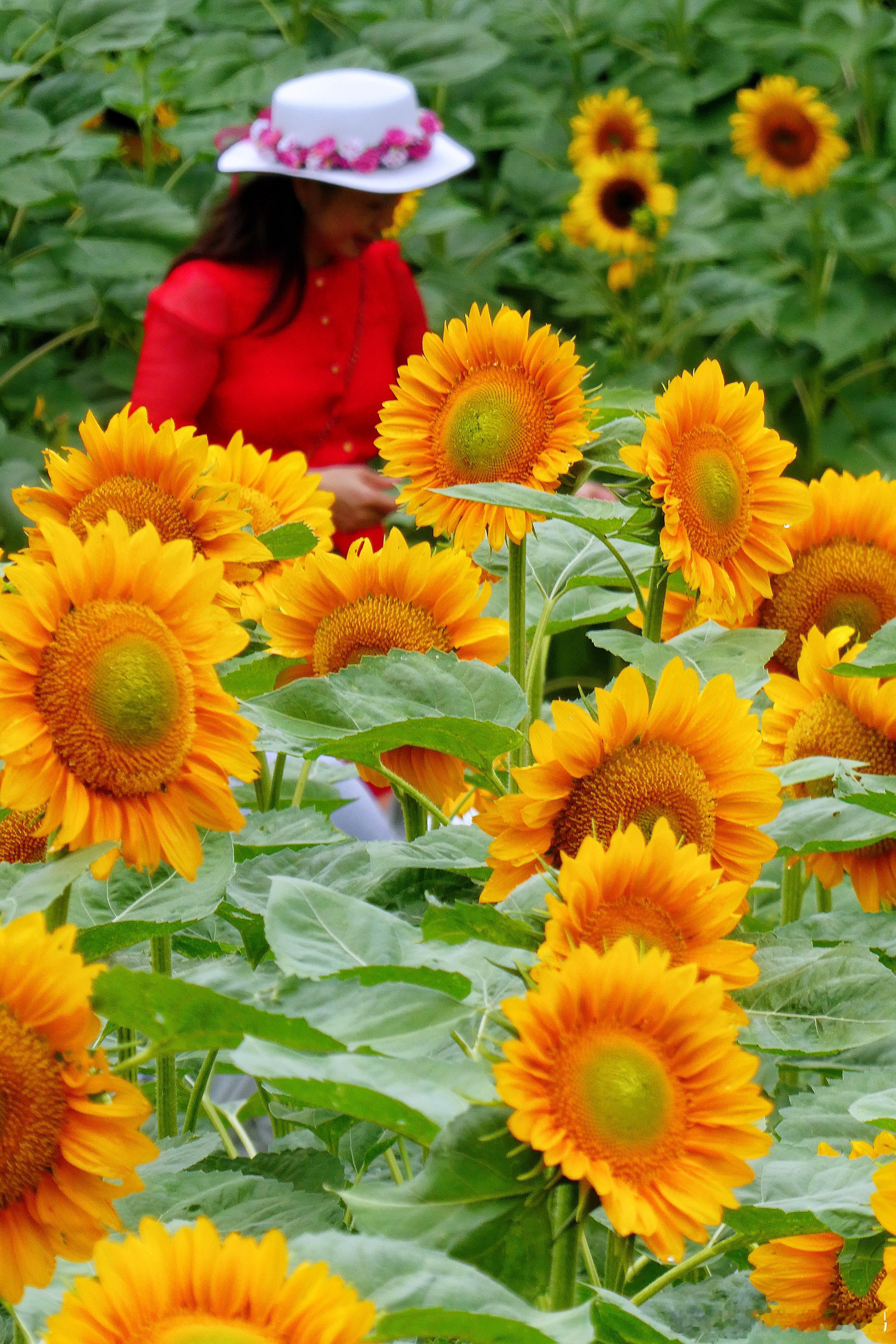 浓密、艳丽、饱满的北京奥森向日葵花海🌻🌻🌻摄影​​​