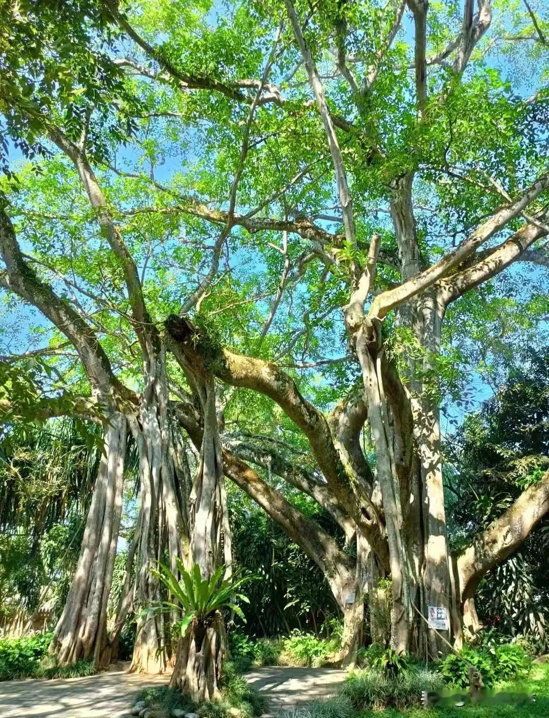 七律·瑞丽独树成林
瑞邑奇林韵致幽，
孤木葱茏掩僻丘。
繁根着地凝坚干，
密叶连